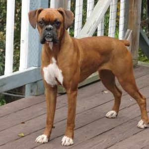 Ginger_10_Months_and_sassy