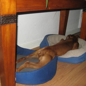 After_a_long_day_of_Boxer_play_Medium_