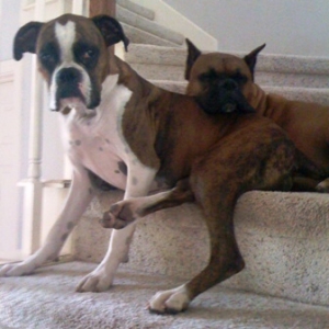 Roxy and Bruzer on stairs.