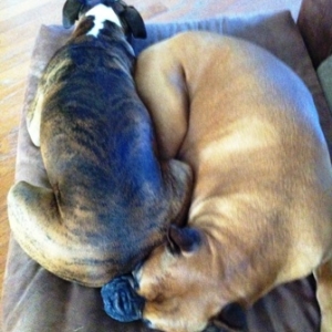 Roxy and Bruzer sleeping.