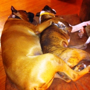 Roxy and Bruzer