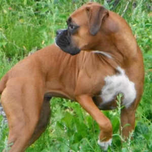 Ginger_looking_at_a_moose_