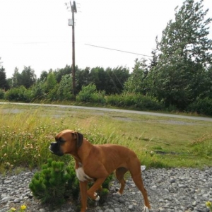 sniffin_the_wind