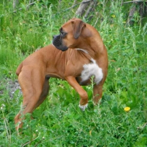 Ginger_looking_at_a_moose_orig_