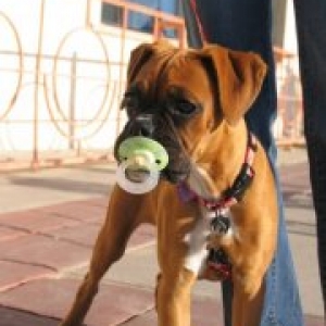 Layla found a pacifier