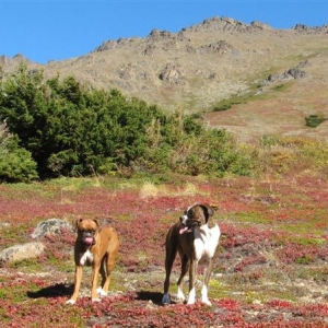 Alpine_meadow_walk_9-2012_2_