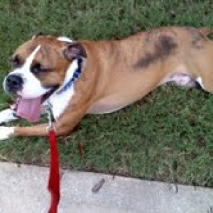 Dempsey_Very_Tired_Near_the_End_of_a_Walk_8-29-2012