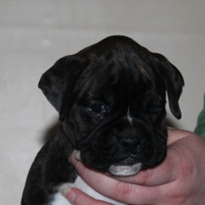 Puppy!!!!
