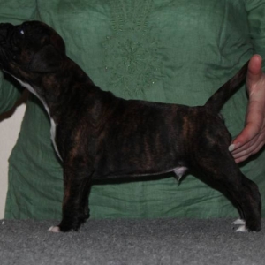 Puppy!!!!