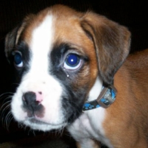 Dexter