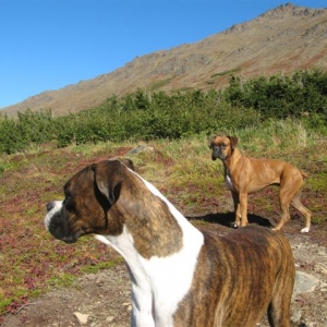Lily and Ginger Aug. 2012