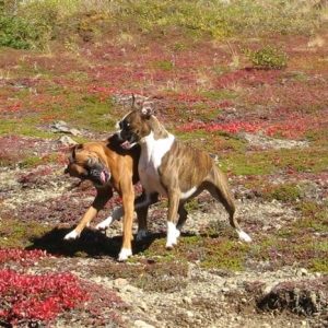 Boxer play, Ginger and Lily
