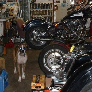 Dakota, shop dog.