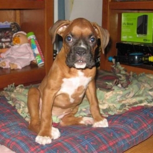 Ginger  at 10 weeks.
