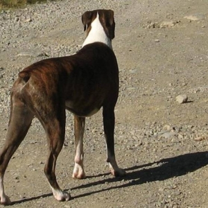Lily at 1.5 yrs old.