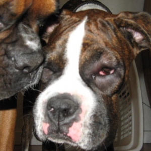 Lily's face is very swollen. Ginger looks concerned.