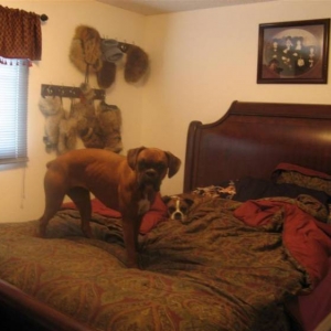 They think it's their bed... Wrong!