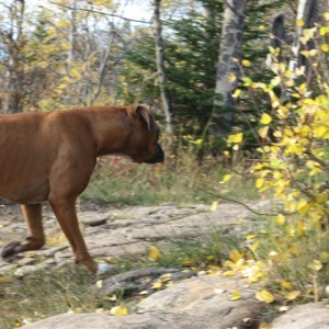 Rare siting of a wild Boxer in the bush 8>)