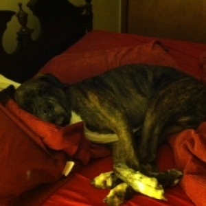 Bedhog...