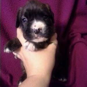 Piper Lee, 10/24/12