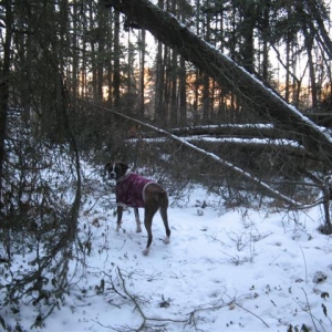 A_severe_storm_recently_blew_down_lots_of_trees_S_
