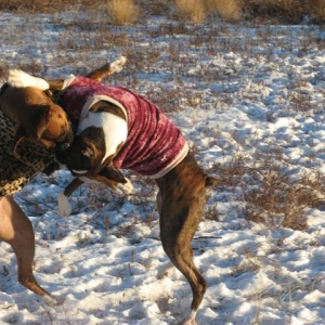 Boxing_and_cheek_chewing_S_