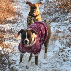 Ginger_looks_like_shes_trying_to_fly_with_thjose_ears_S_