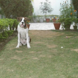 shehzada