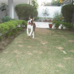 shehzada