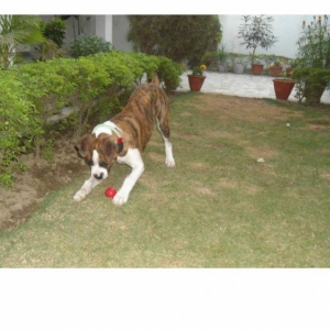 shehzada!!