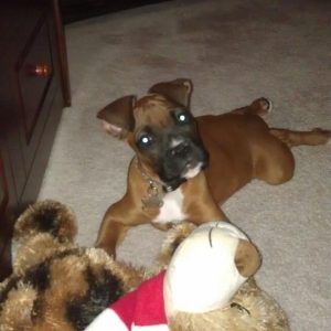 Maggie 12 weeks