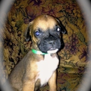 Gino at 6 weeks.