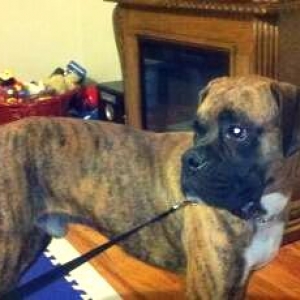 Our newest addition Diesel!