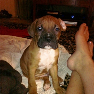 Bolt as a puppy