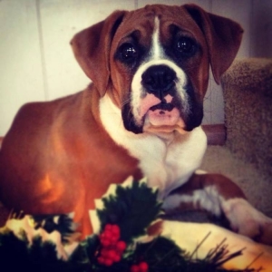 Sola's 1st Christmas