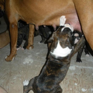 Little Piggy!