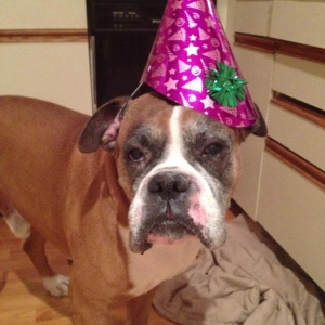 Cybe has his birthday today! He is 9!