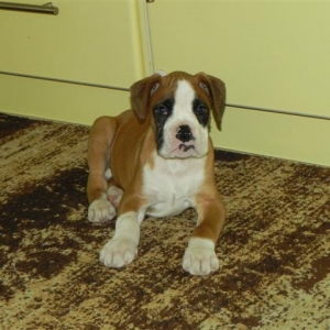 Mac the grate!!! (9 weeks)