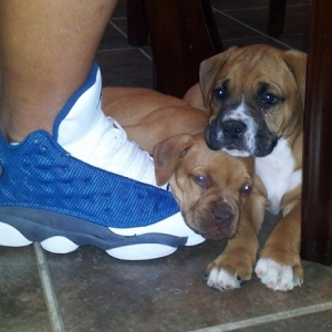 Puppies