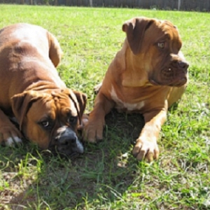 Fawn brothers