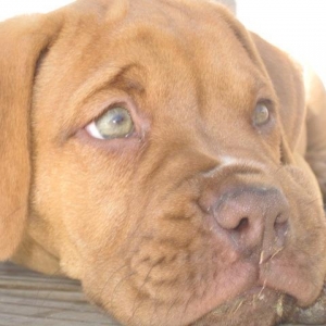 Maddox