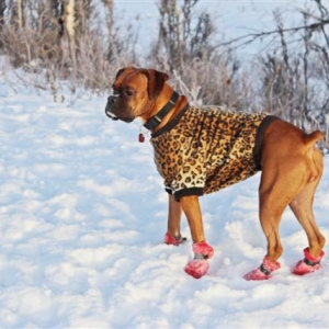 Ginger 1-22-13