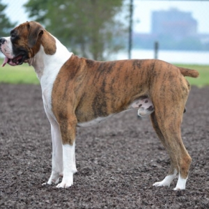 Dog Part Photo