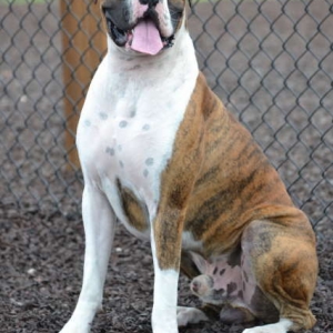 Dog Part Photo