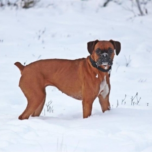 Ginger_winter_walk
