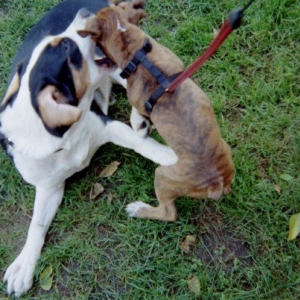 Loki Playing w/ Friend