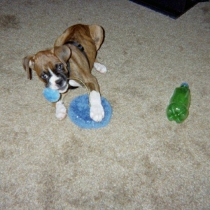 Loki Vs. The Cat Toy 1