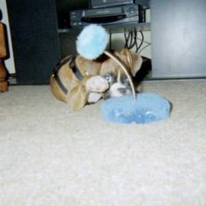 Loki Vs. The Cat Toy 3