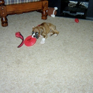 Loki Vs. The Frisbee