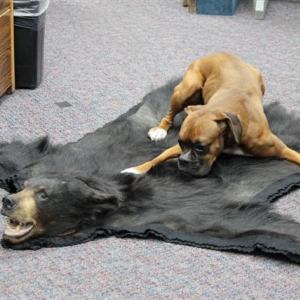 Ginger_takes_down_a_Black_Bear